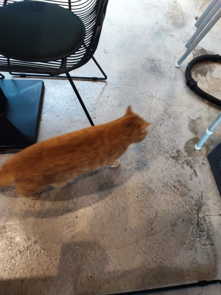 カフェ「路地」店内には猫がいる